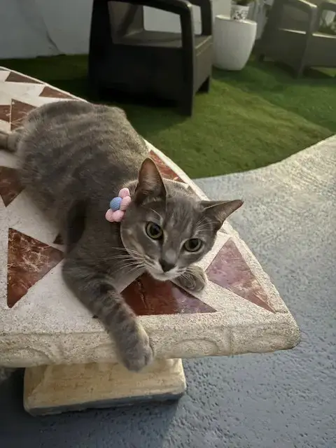 Courtesy Post: Big Tiger & Luna