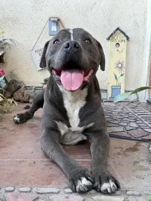 Bubba photo 3