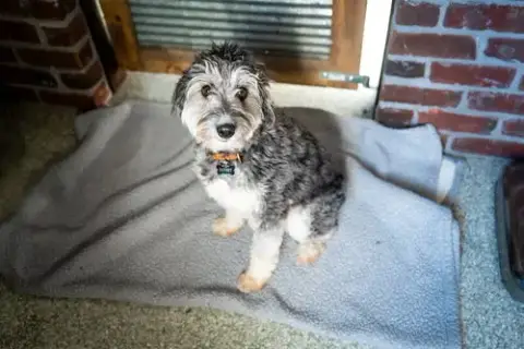 Benji photo 5