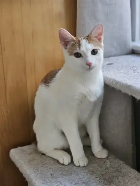 Lani