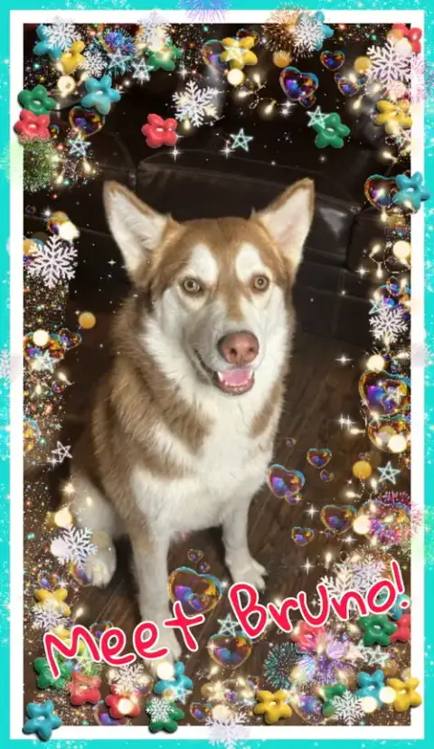 Bruno