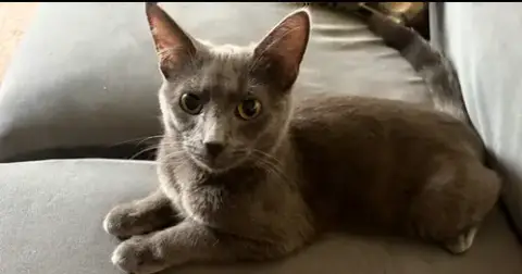 Ripley