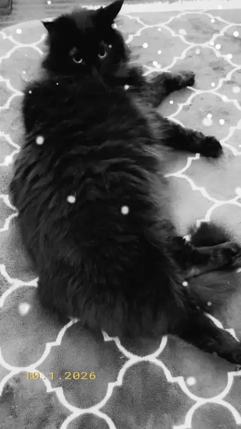 Miss Flufffy Britches #1818 photo 3