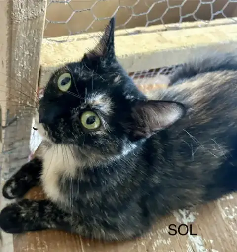 Sol photo 2