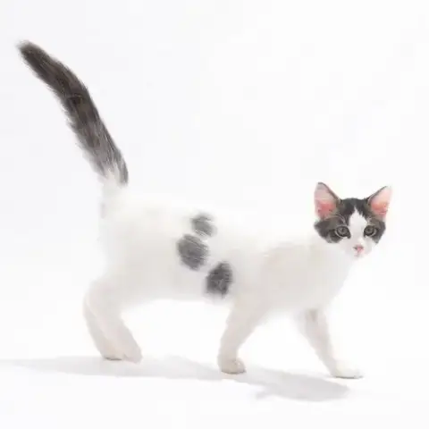 Basil Bitty