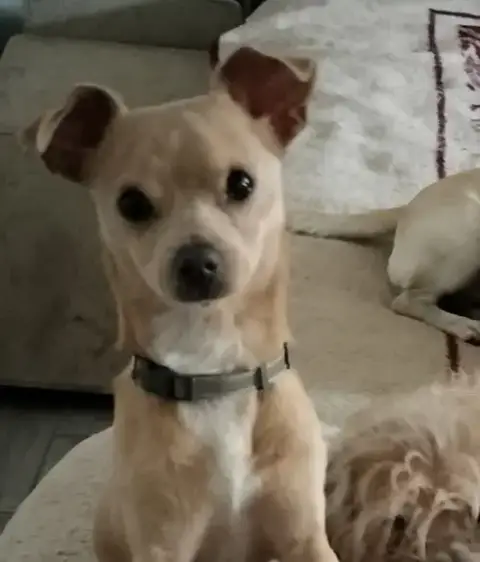 Little Man