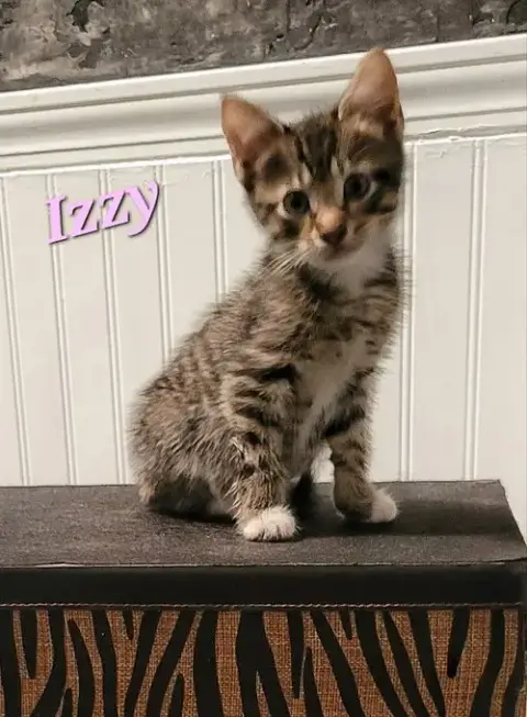 Izzy photo 2