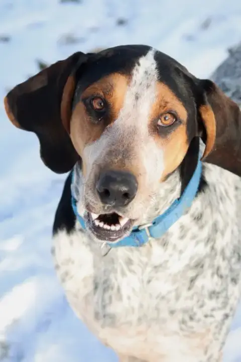 Henrietta Hound photo 2
