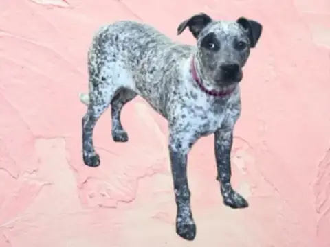 Alma