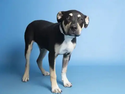 Snoot
