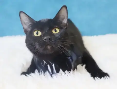 Calypso