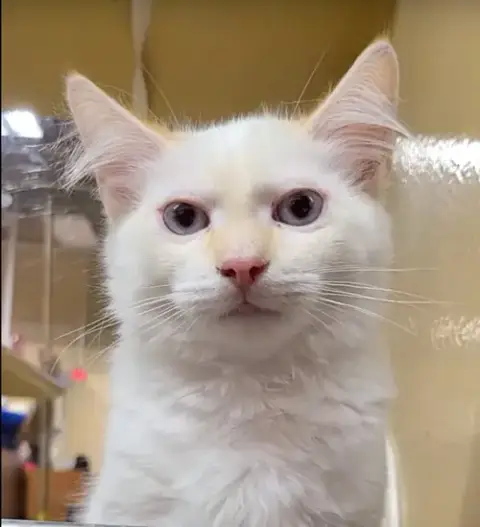 Milo