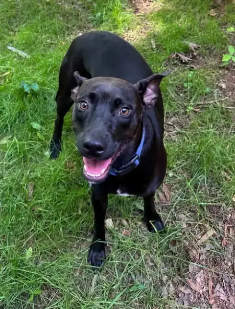 Brandy photo 4