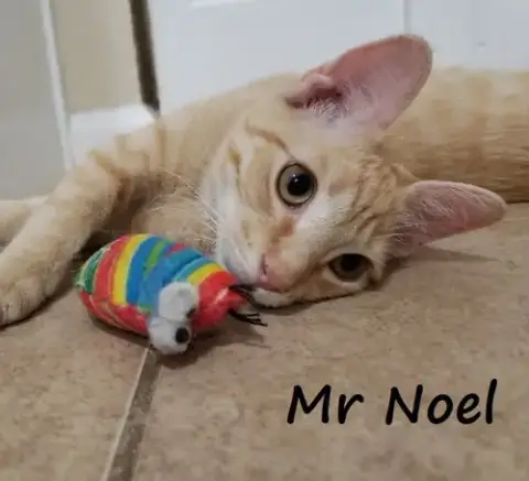 Noel #Lap-Kitty-Bed-Buddy photo 2