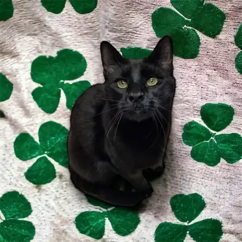 Duke Country Club Fiv+ photo 2