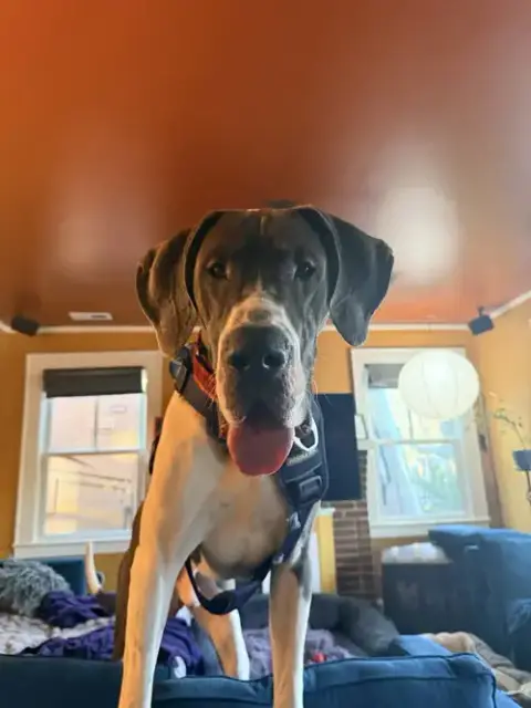 Koa photo 5