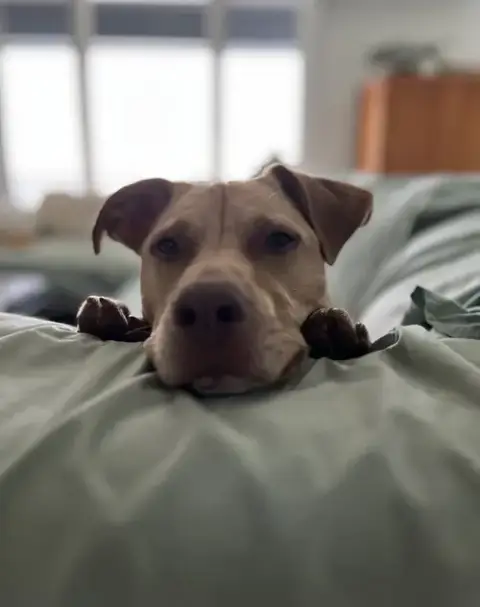 Peanut photo 2