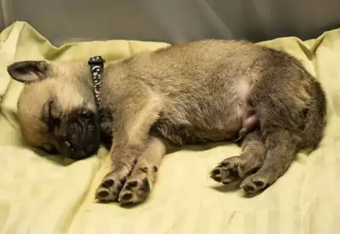 Cali Litter photo 2