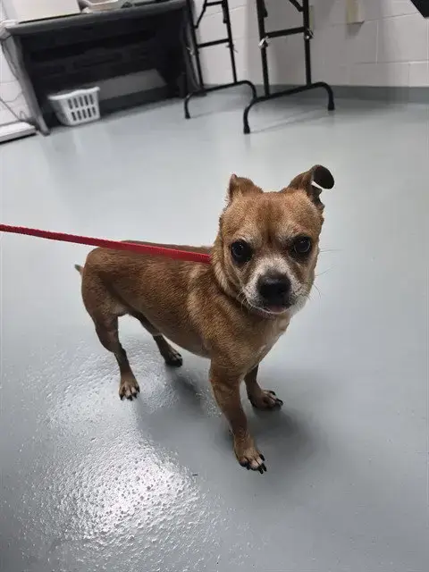 Pretzel