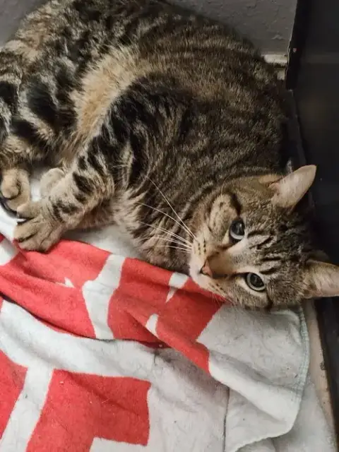 Rosie