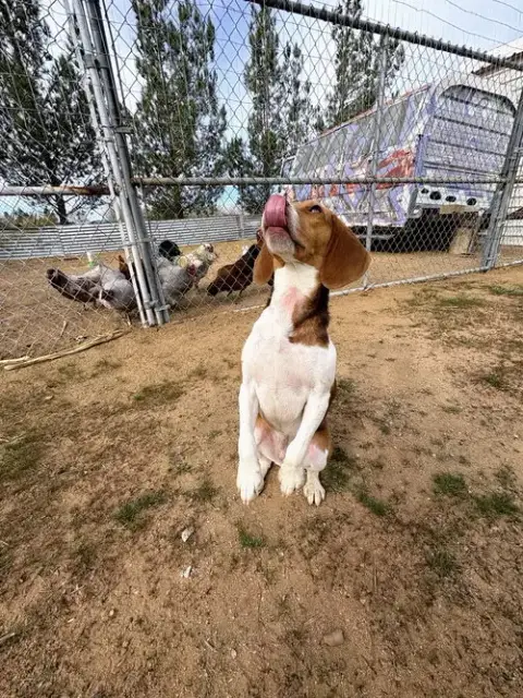 Goose-Adopted 3/7/26 photo 2