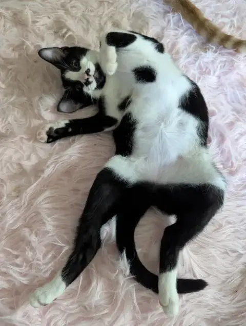 Oreo photo 3