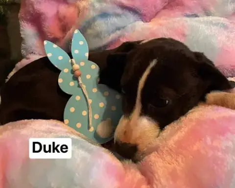 Duke photo 5