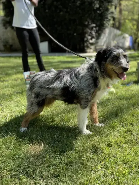 Ollie