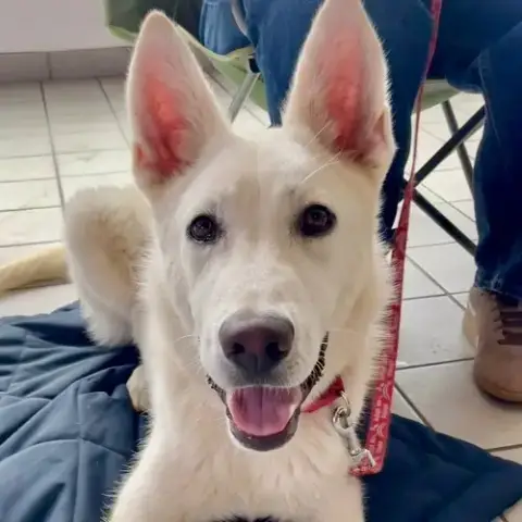 Ghost