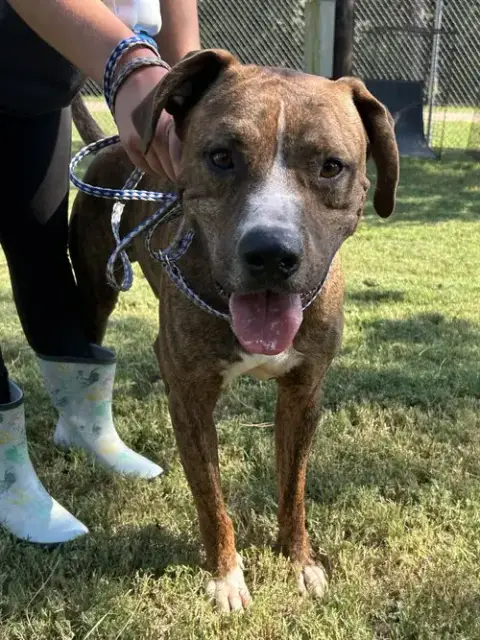 Elvis