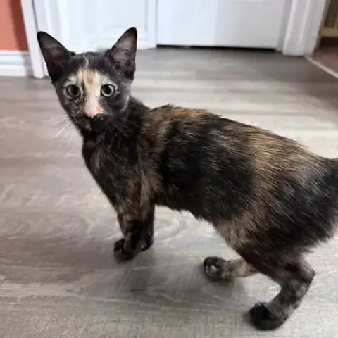 Lulubelle