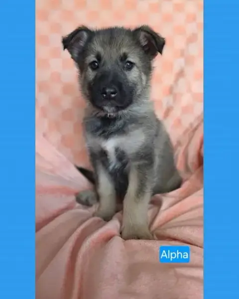Alpha photo 3