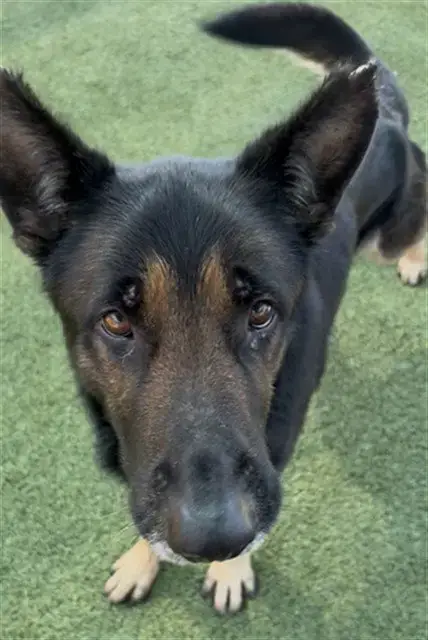 Coco