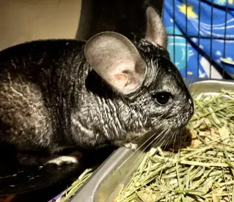 Abu