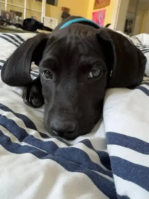 Comet photo 2