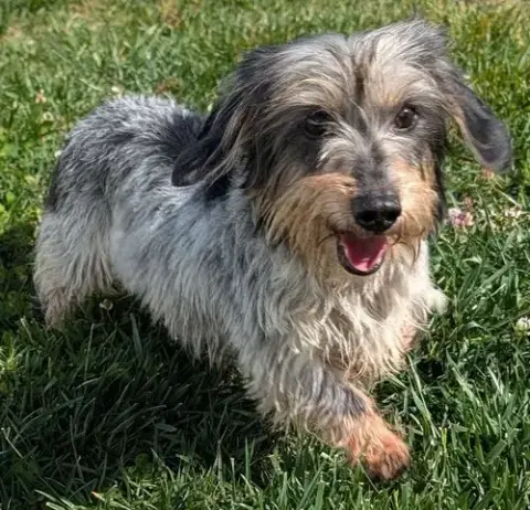 Poppy In Tn photo 3