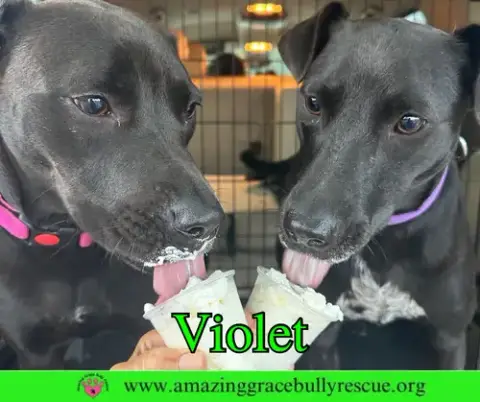 Violet photo 4