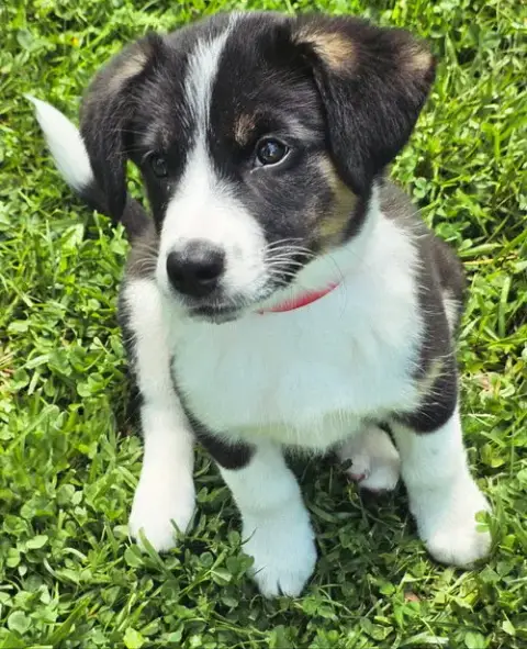 Puppy Bear Bear photo 3