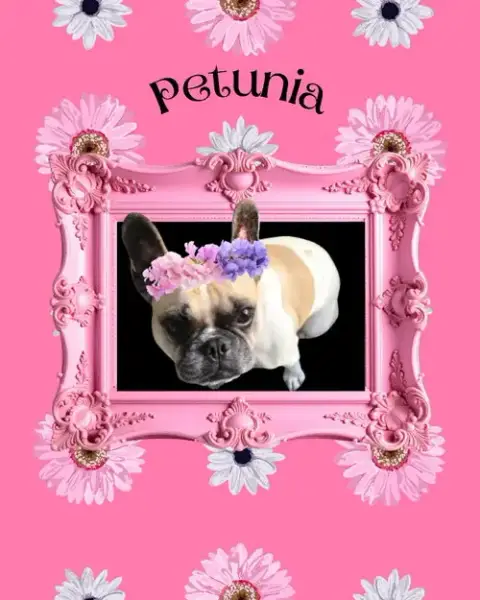 Petunia photo 2