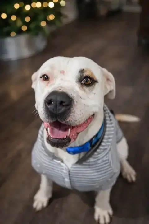 Cane