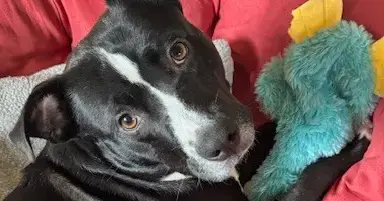 Mya