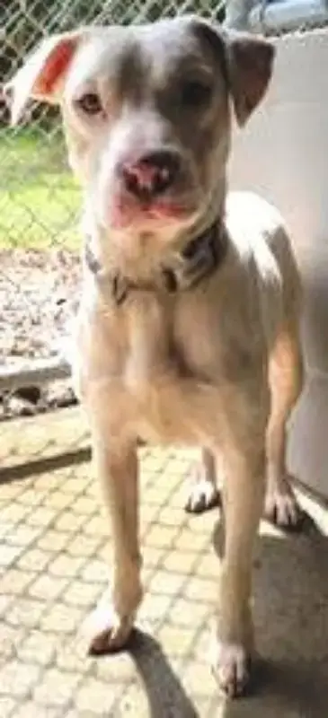 Sammy *Cross Post* photo 3