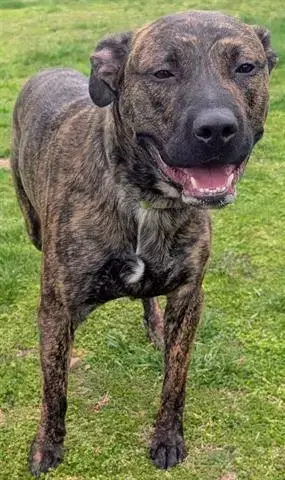 Rambo