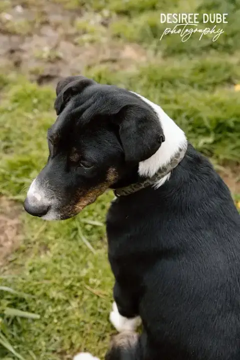 Jacob Puppy