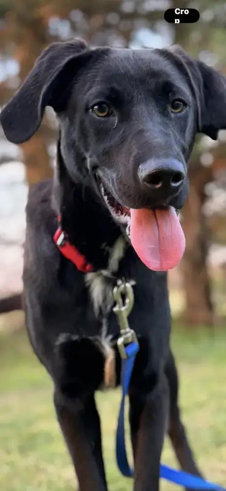 Ryder photo 3