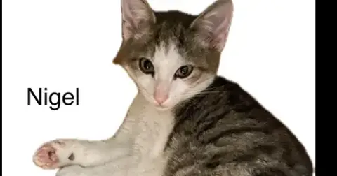 Nigel photo 2