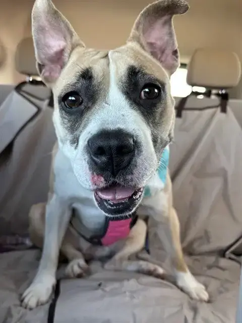 Tess