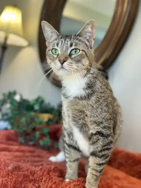 Kittan photo 2