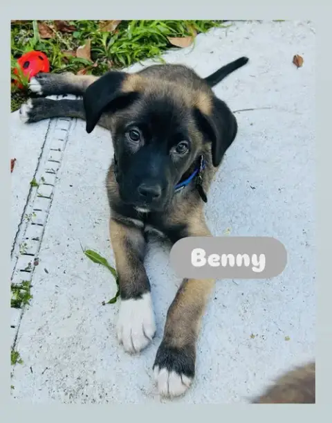 Benny photo 2