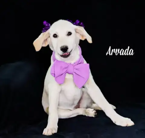 Arvada